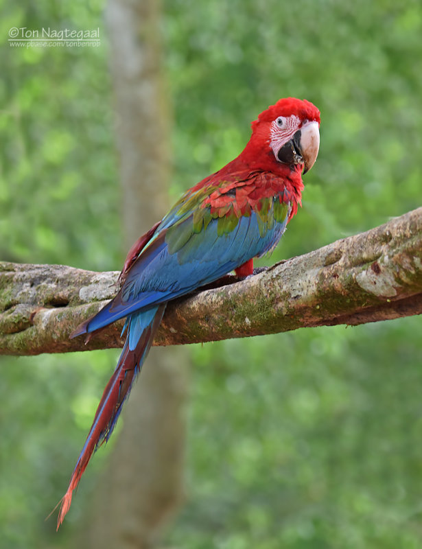 Groenvleugelara - Red-and-green Macaw - Ara chloropterus