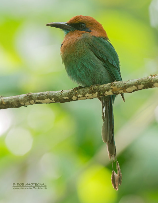 Breedsnavelmomot - Broad-billed Motmot - Electron platyrhynchum minus