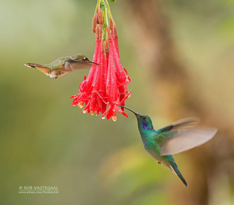 Kleine Violetoorkolibrie - Lesser Violet-ear - Colibri cyanotus cabanidis