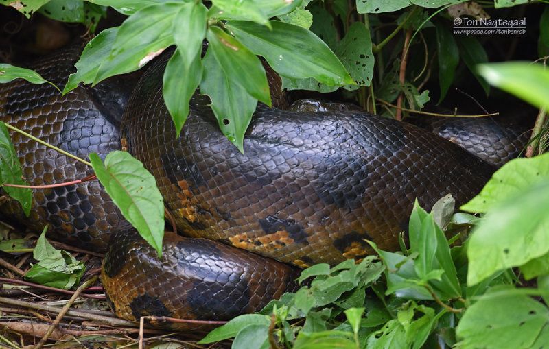 Reuzenanaconda - Common anaconda - Eunectes murinus