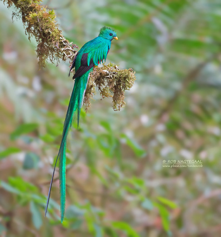 Quetzal - Resplendent Quetzal - Pharomachrus mocinno