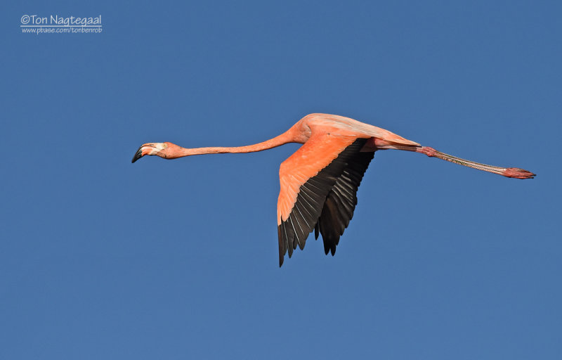 Rode Flamingo - Carabische flamingo - Phoenicopterus ruber