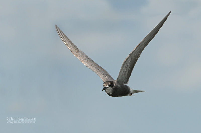 Zwarte Stern - Black Tern - Chlidonias niger