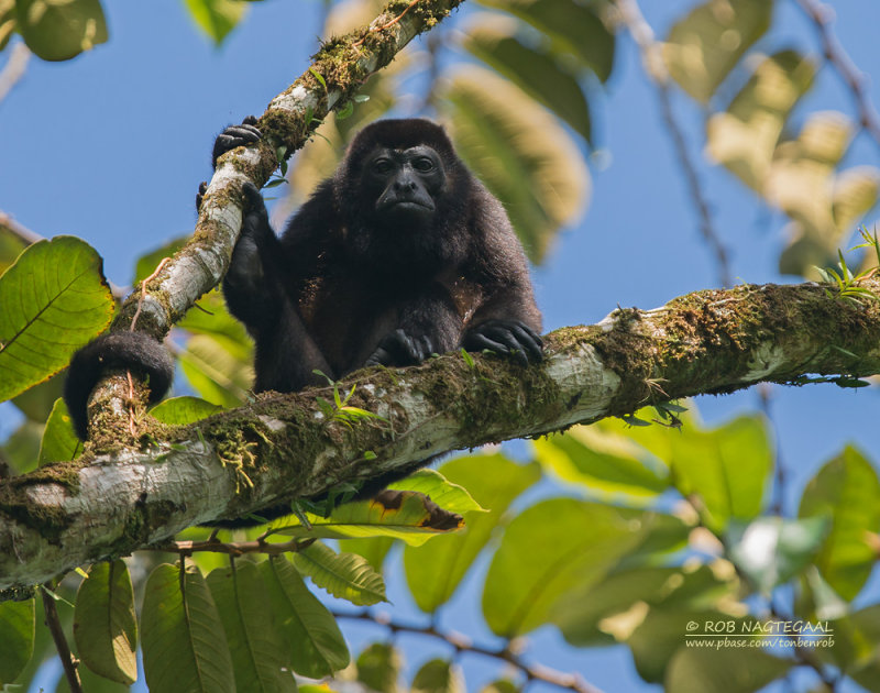 Mantelbrulaap - Mantled Howler Monkey - Alouatta palliata