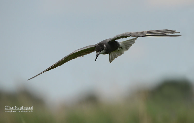 Zwarte Stern - Black Tern - Chlidonias niger