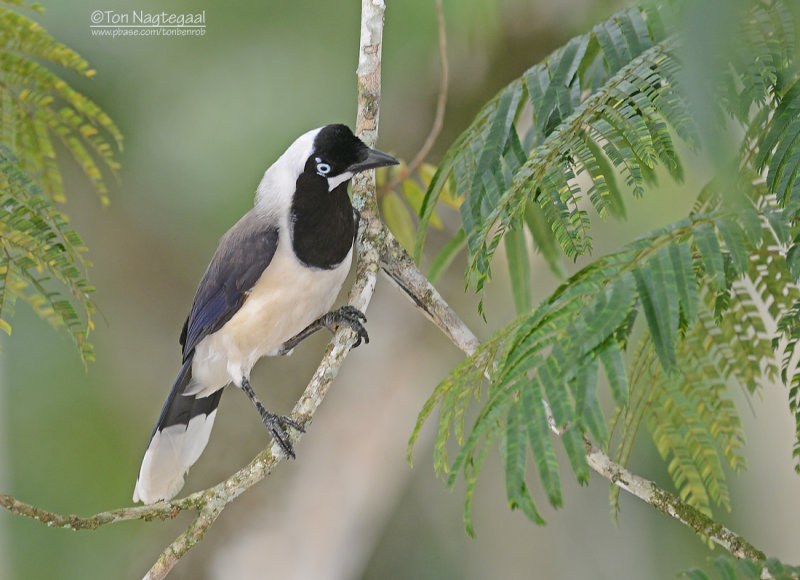 Cayenne Gaai - Cayenne Jay - Cyanocorax cayanus