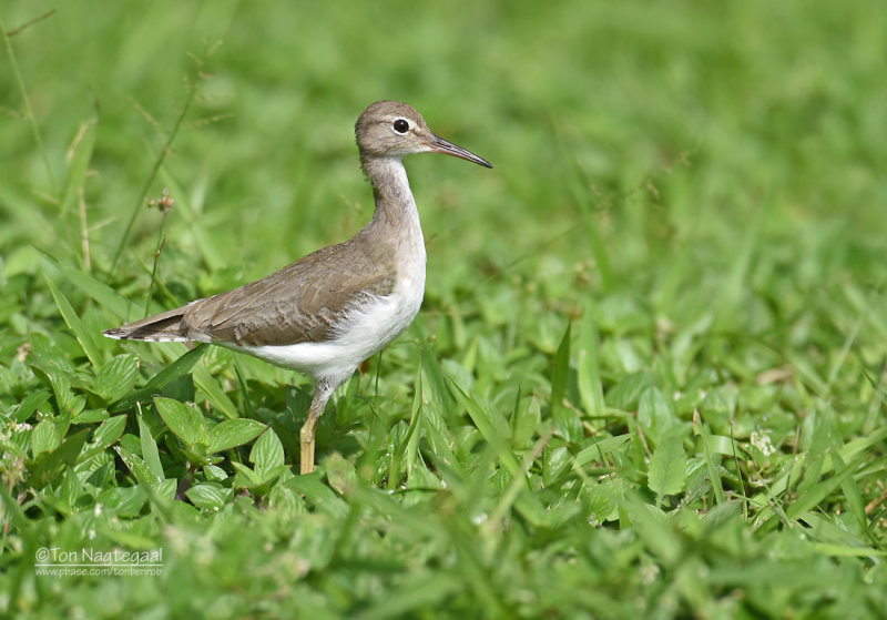 Amerikaanse Overloper - Spotted Sandpiper - Actitis macularius