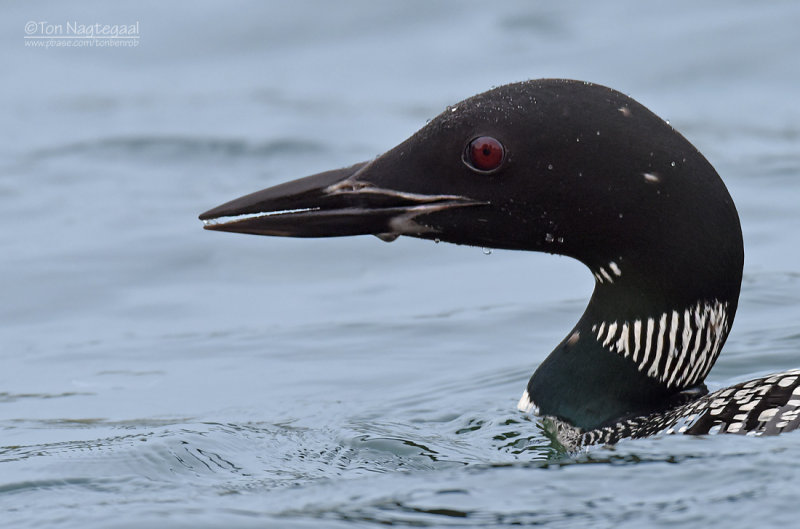 IJsduiker - Great Northern Loon or Common loon - Gavia immer