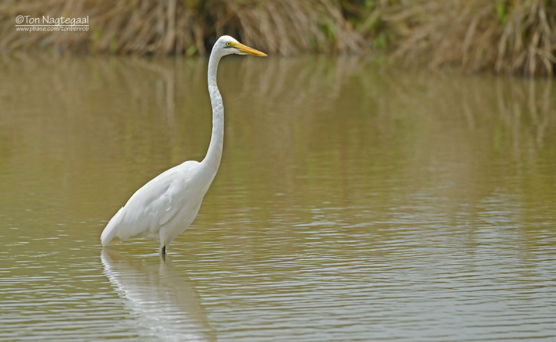 Grote zilverreiger - Great egret - Egretta alba