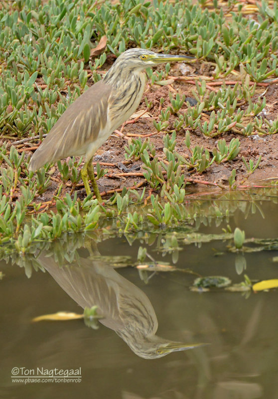 Ralreiger - Squacco Heron - Ardeola ralloides