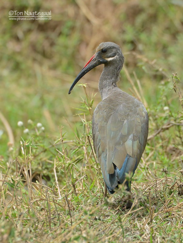 Hadada ibis - Hadada Ibis - Bostrychia hagedash