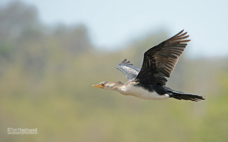 Afrikaanse dwergaalscholver - Long-tailed Cormorant - Microcarbo africanus