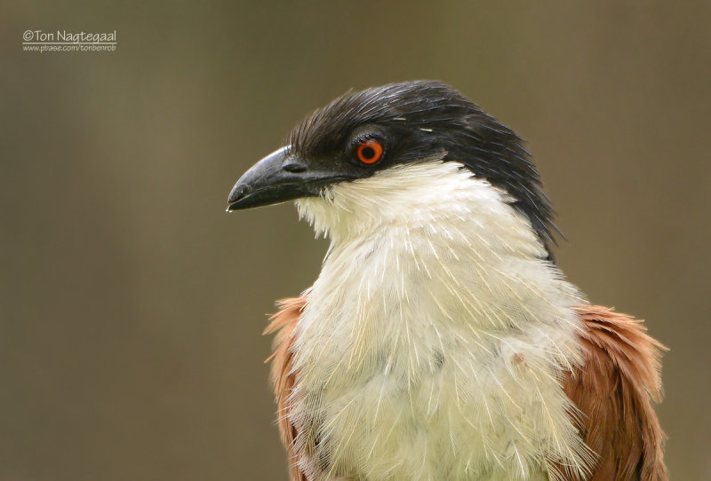 Senegalese Spoorkoekoek - Senegal Coucal - Centropus senegalensis