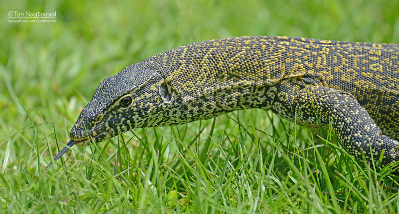 Nijlvaraan - Nile Monitor Lizard - Varanus niloticus