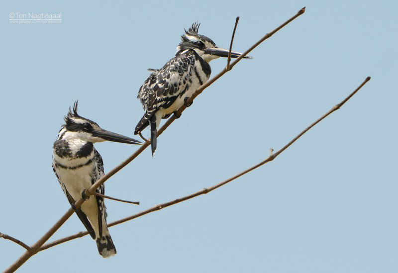 Bonte ijsvogel - Pied Kingfisher - Ceryle rudis