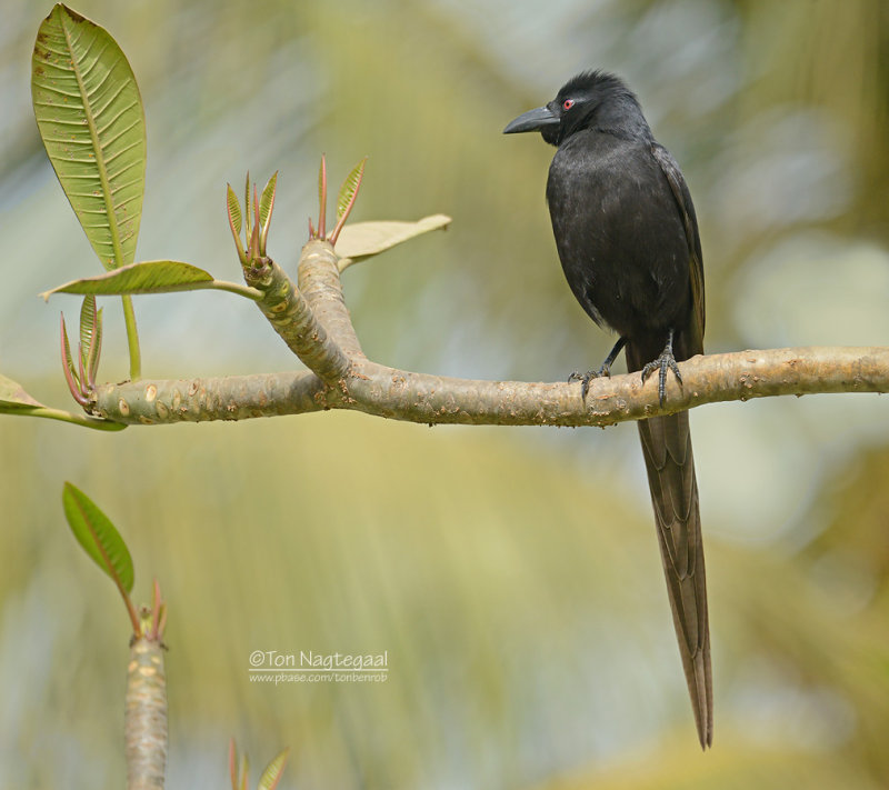 Piapiac - Ptilostomus afer