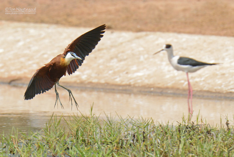 Lelieloper - African Jacana - Actophilornis africanus 