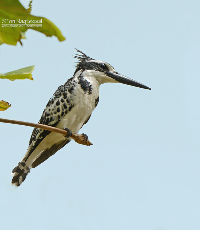 Bonte ijsvogel - Pied Kingfisher - Ceryle rudis