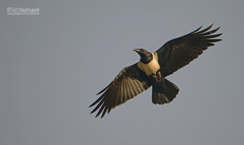 Schildraaf - Pied Crow - Corvus albus