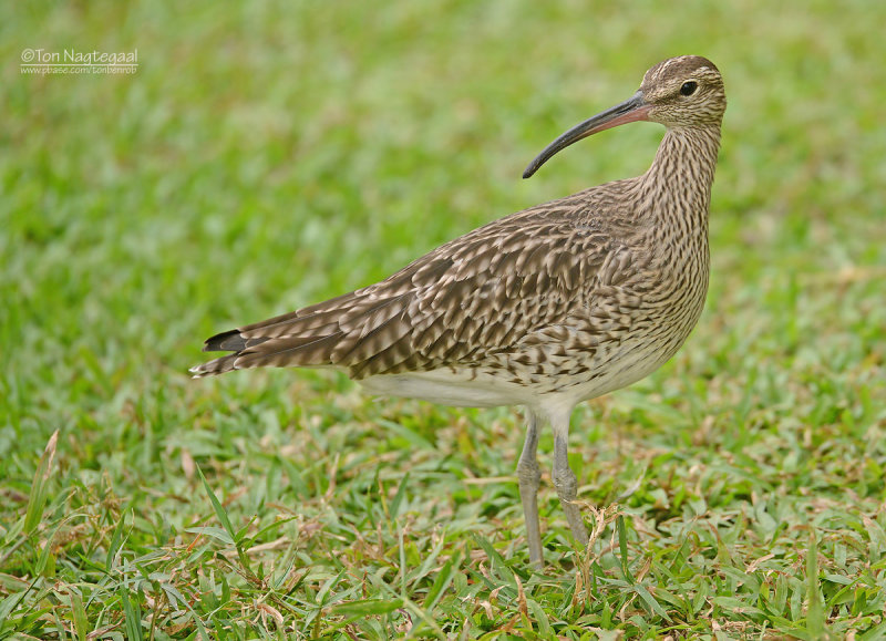 Regenwulp - Eurasian Whimbrel - Numenius phaeopus