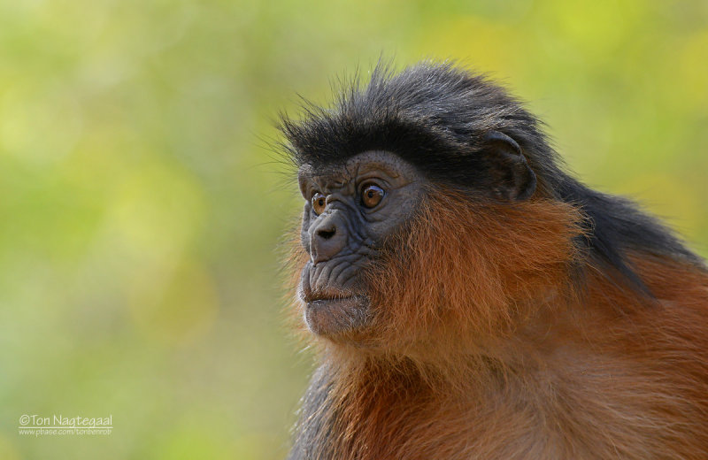 Western red colobus - Procolobus badius