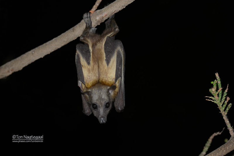 Gambiaanse epaulettenvleerhond - Gambian epauletted fruit bat - Epomophorus gambianus
