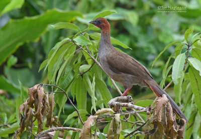 Kleine Chachalaca - Variable Chachalaca - Ortalis motmot