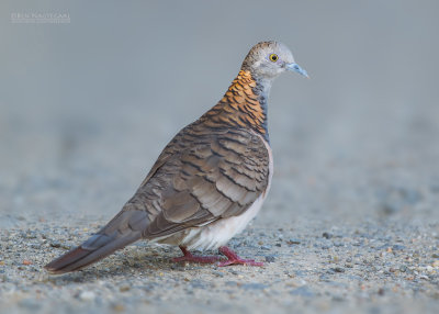 Roodnekzebraduif - Bar-shouldered Dove - Geopelia humeralis