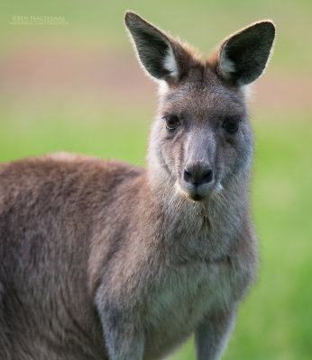 Grijze reuzenkangoeroe - Eastern grey kangaroo - Macropus giganteus