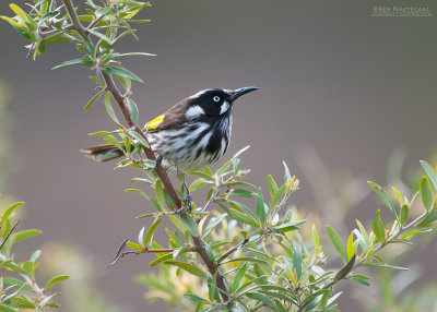 Witooghoningeter - New Holland Honeyeater - Phylidonyris novaehollandiae