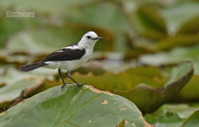 Bonte Watertiran - Pied Water Tyrant - fluvicola pica