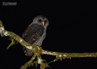 Zwartgestreepte Bosuil - Black-banded Owl - Strix huhula