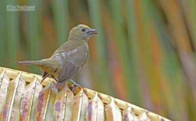 Palm tangare - Palm Tanager - Thraupis palmarum