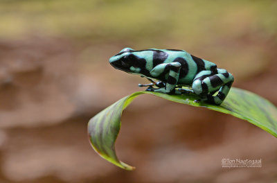 Gouden gifkikker - Green-and-Black Poison Dart Frog - Dendrobates auratus