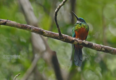Groenstaart glansvogel - Green-tailed Jacamar - Galbula galbula