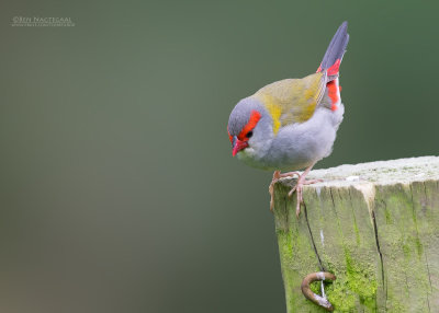 Doornastrild - Red-browed Finch - Neochmia temporalis