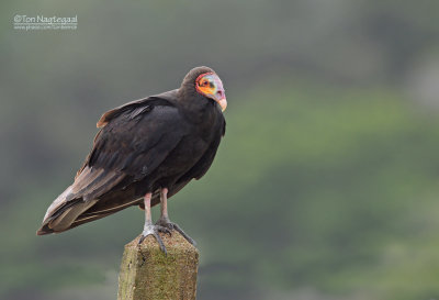 Kleine Geelkopgier - Lesser Yellow-Headed Vulture - Cathartes burrovianus