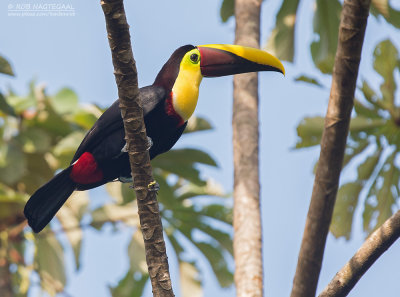 Swainsons toekan - Chestnut-mandibled toucan - Ramphastos ambiguus swainsonii