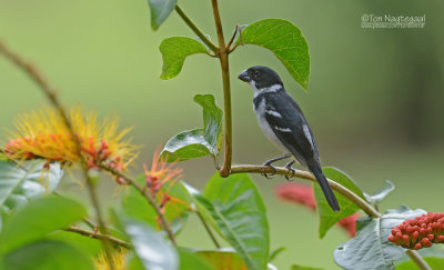 Bont dikbekje - Wing-barred Seedeater - Sporophila americana