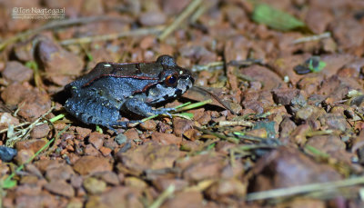 Knudsen s  frog - Afleptodactulus Knudseni