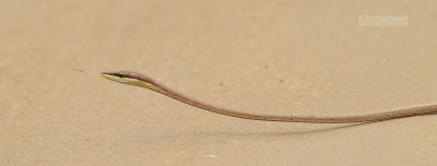 Bruine spitsneusslang - Brown Vine Snake - Oxybelis aeneus