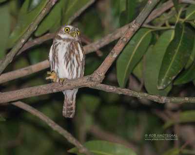 Magelhaendwerguil -  Ferruginous Pygmy-Owl - Glaucidium brasilianum ridgwayi
