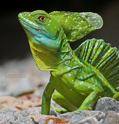 Kroonbasilisk - Green Basilisk - Basiliscus plumifrons