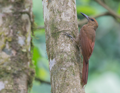 Noordelijke Gebandeerde Muisspecht - Northern Barred-Woodcreeper - Dendrocolaptes sanctithomae sanctithomae