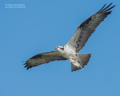 Visarend - Osprey - Pandion haliaetus