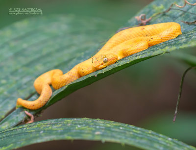 Schlegels groefkopadder - Eyelash Pitviper - Bothriechis schlegelii