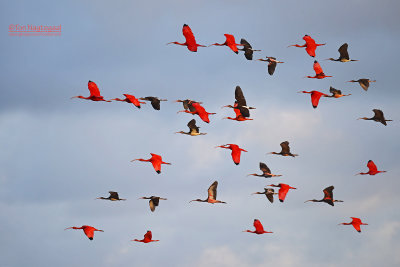 Rode Ibis - Scarlet ibis - Eudocimus ruber
