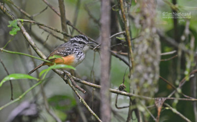 Guyanaorpheusmierkruiper - Guianan Warbling-Antbird - Hypocnemis cantator