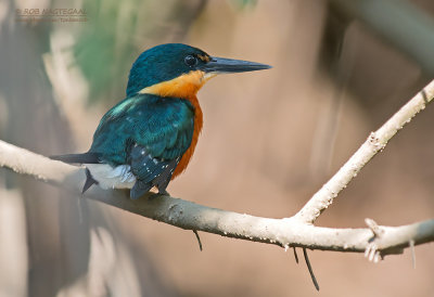 Groene Dwergijsvogel - American Pygmy Kingfisher - Chloroceryle aenea aenea