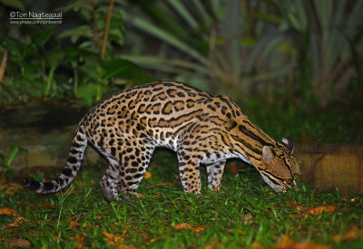 Pardelkat - Ocelot - Leopardus pardalis